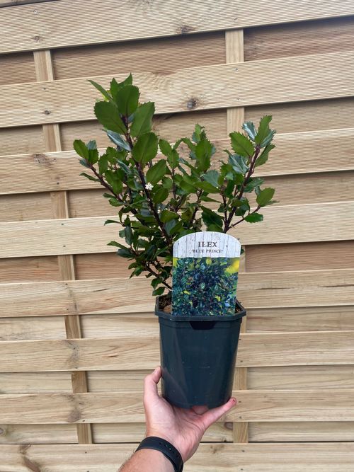 Blue Prince Holly - Dwarf Evergreen for Stunning Greenery in Any Garden - plants - express.com