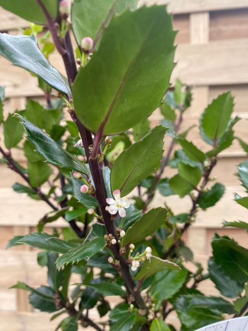 Blue Prince Holly - Dwarf Evergreen for Stunning Greenery in Any Garden - plants - express.com