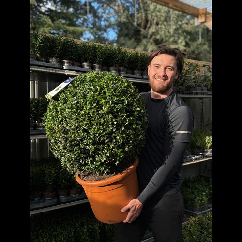 Buxus Sempervirens Topiary Ball – Classic Evergreen Structure for Borders & Pots - plants - express.com