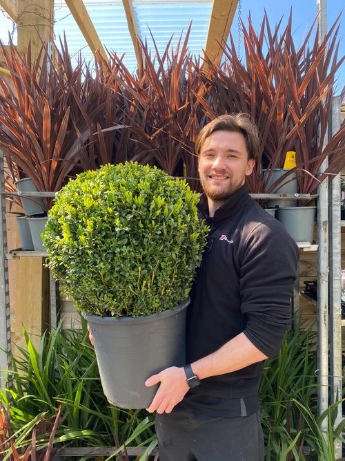 Buxus Sempervirens Topiary Ball – Classic Evergreen Structure for Borders & Pots - plants - express.com