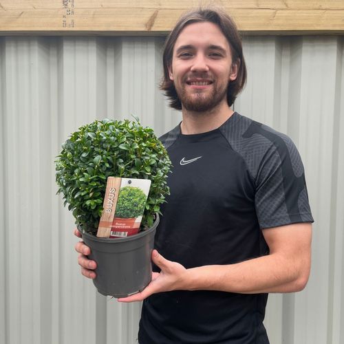 Buxus Sempervirens Topiary Ball – Classic Evergreen Structure for Borders & Pots - plants - express.com
