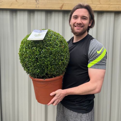 Buxus Sempervirens Topiary Ball – Classic Evergreen Structure for Borders & Pots - plants - express.com