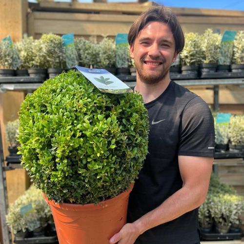 Buxus Sempervirens Topiary Ball – Classic Evergreen Structure for Borders & Pots - plants - express.com