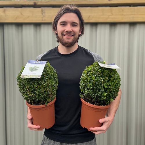 Buxus Sempervirens Topiary Ball – Classic Evergreen Structure for Borders & Pots - plants - express.com