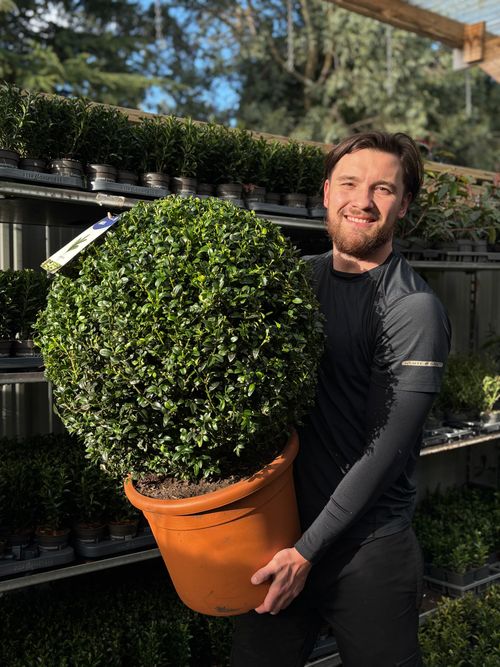 Buxus Sempervirens Topiary Ball – Classic Evergreen Structure for Borders & Pots - plants - express.com