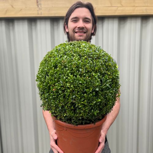 Buxus Sempervirens Topiary Ball – Classic Evergreen Structure for Borders & Pots - plants - express.com