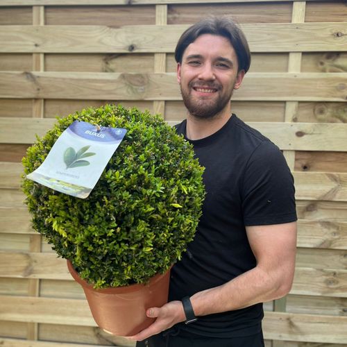 Buxus Sempervirens Topiary Ball – Classic Evergreen Structure for Borders & Pots - plants - express.com