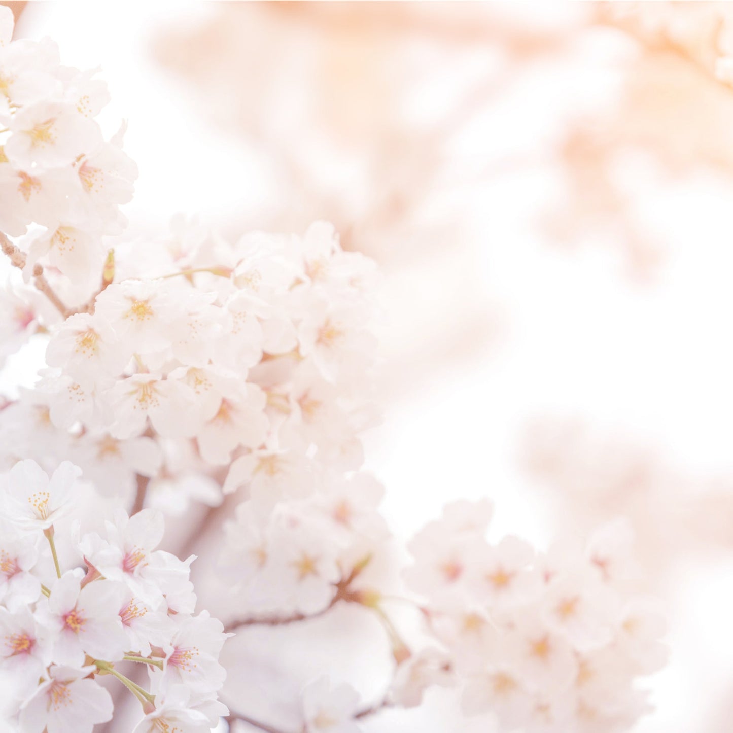 Captivating Dwarf Cherry Blossom Tree – Stunning Seasonal Blooms for Small Spaces! - plants - express.com