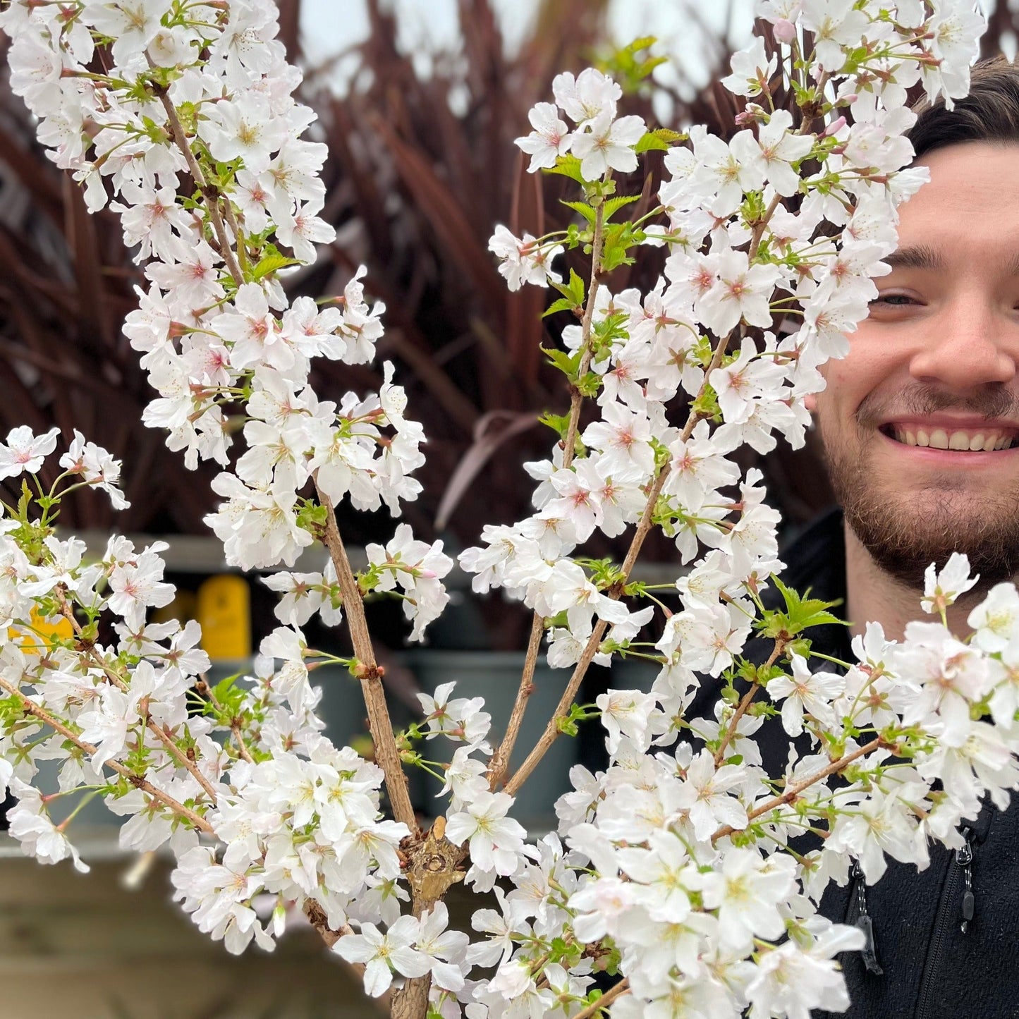 Captivating Dwarf Cherry Blossom Tree – Stunning Seasonal Blooms for Small Spaces! - plants - express.com