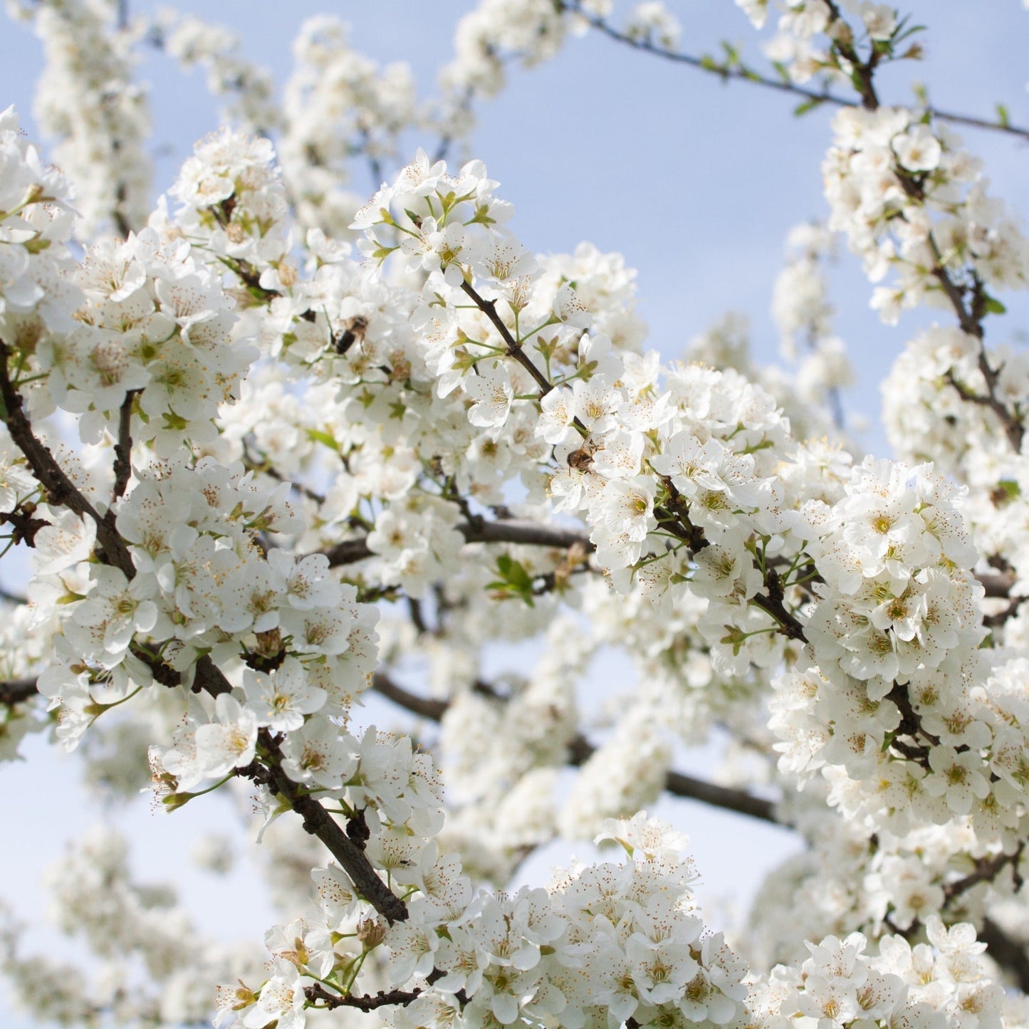 Captivating Dwarf Cherry Blossom Tree – Stunning Seasonal Blooms for Small Spaces! - plants - express.com