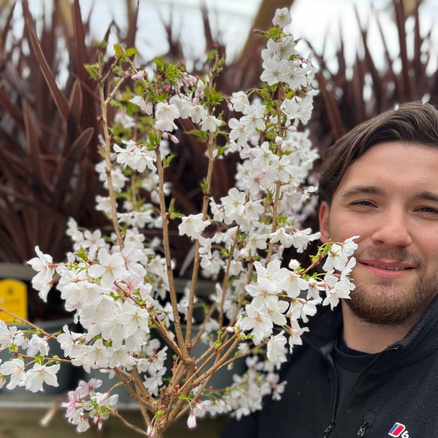 Captivating Dwarf Cherry Blossom Tree – Stunning Seasonal Blooms for Small Spaces! - plants - express.com
