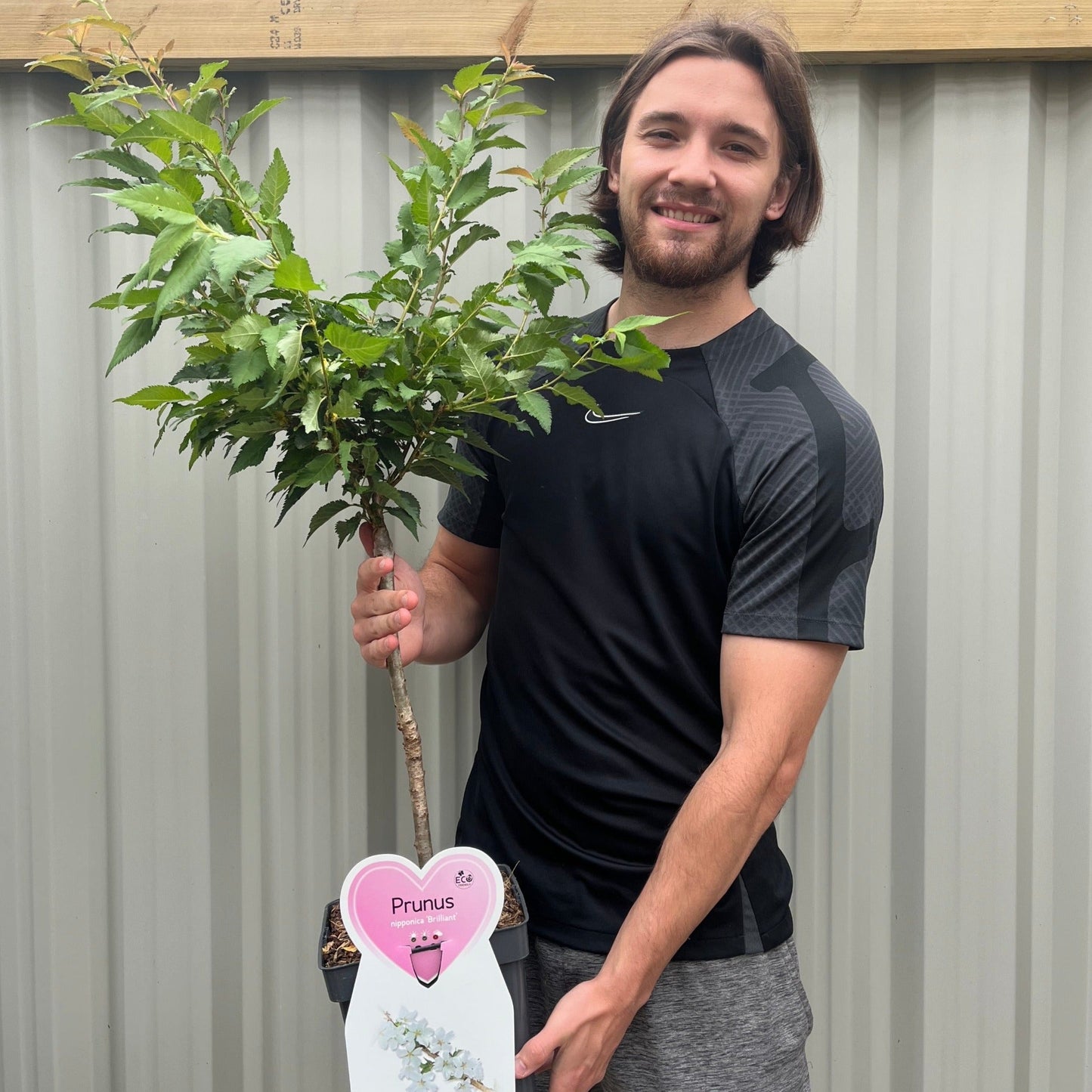 Captivating Dwarf Cherry Blossom Tree – Stunning Seasonal Blooms for Small Spaces! - plants - express.com