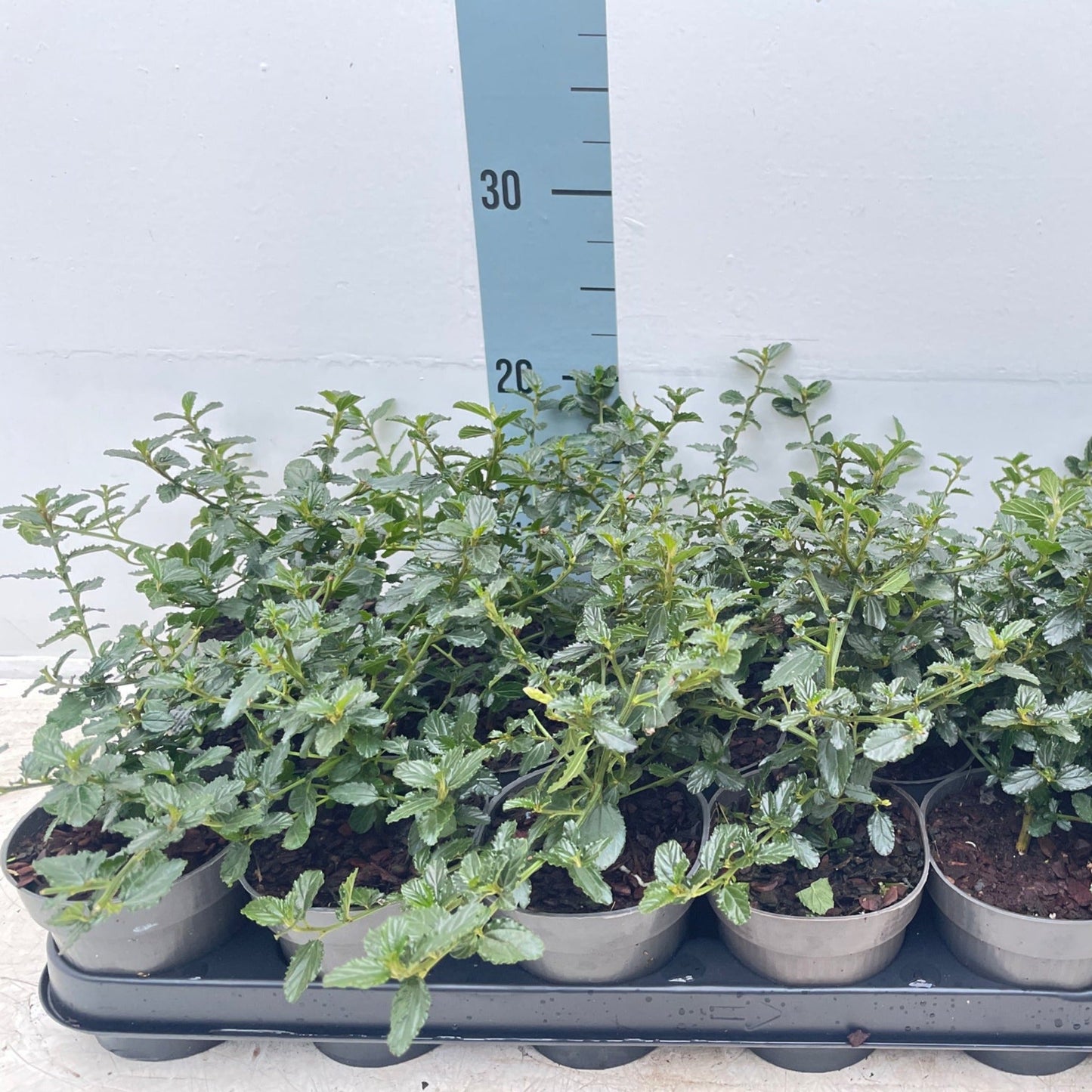 Ceanothus 'Victoria' - Stunning Evergreen Californian Lilac in Bloom! - plants - express.com