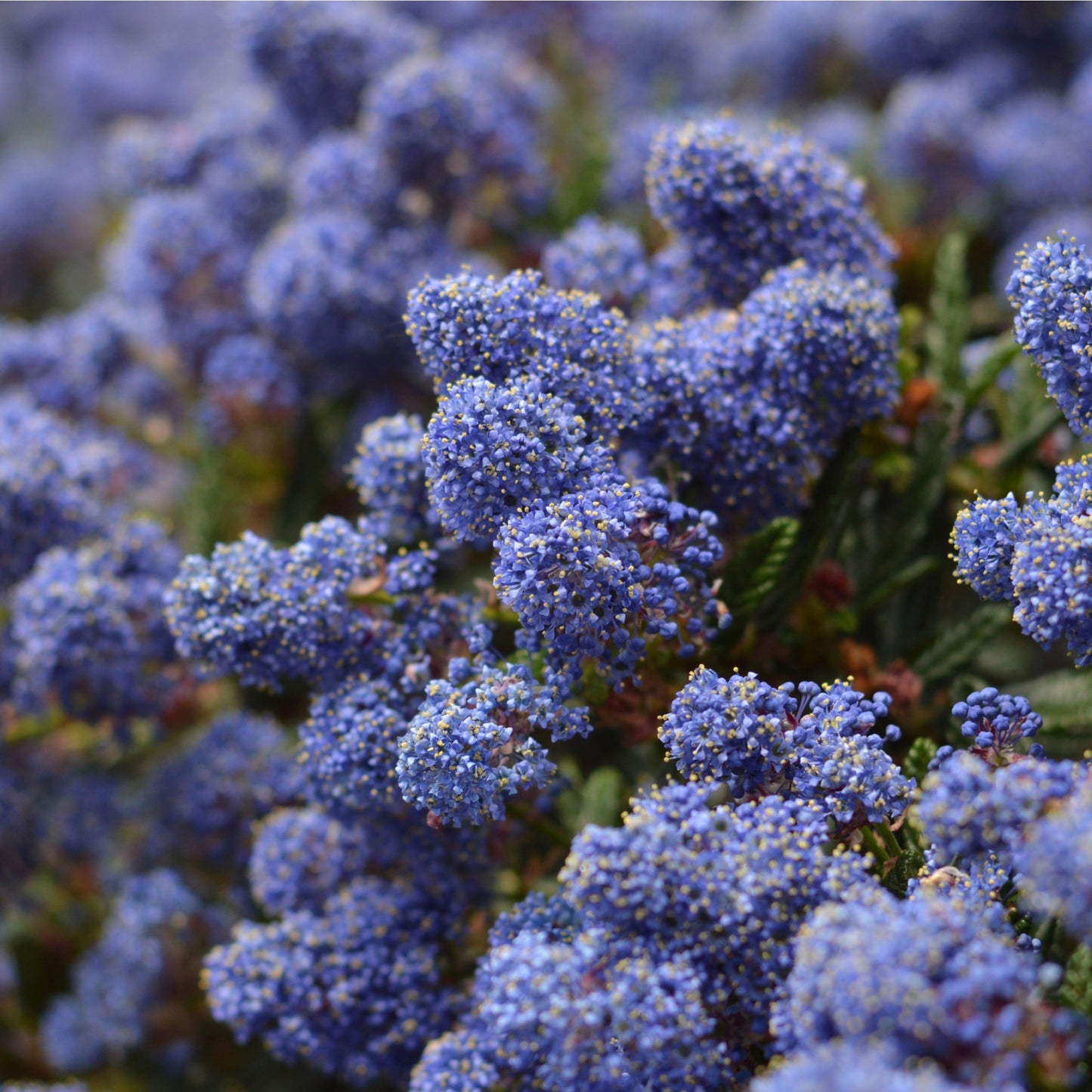 Ceanothus 'Victoria' - Stunning Evergreen Californian Lilac in Bloom! - plants - express.com