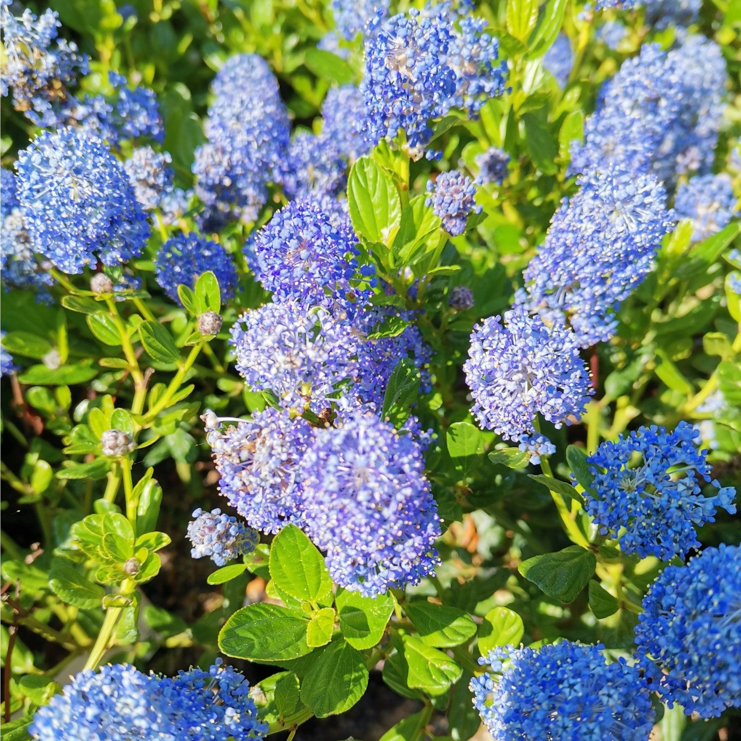 Ceanothus 'Victoria' - Stunning Evergreen Californian Lilac in Bloom! - plants - express.com
