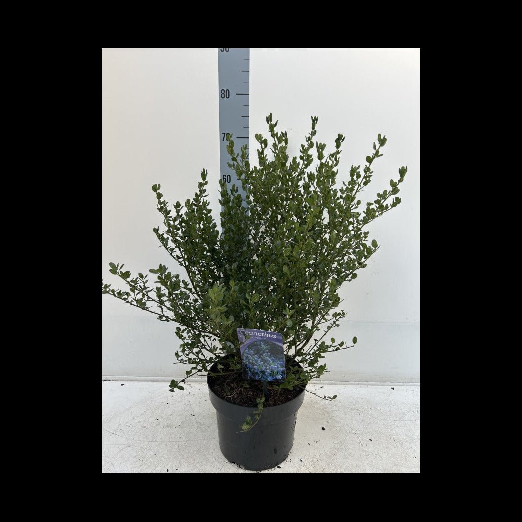 Ceanothus 'Victoria' - Stunning Evergreen Californian Lilac in Bloom! - plants - express.com