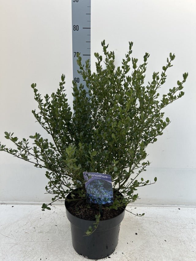 Ceanothus 'Victoria' - Stunning Evergreen Californian Lilac in Bloom! - plants - express.com