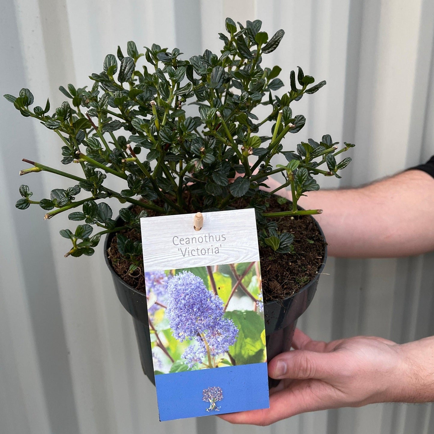 Ceanothus 'Victoria' - Stunning Evergreen Californian Lilac in Bloom! - plants - express.com