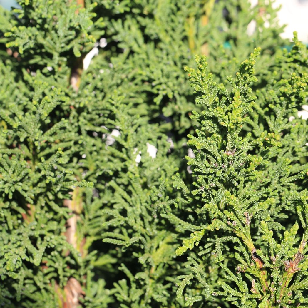 Chamaecyparis obtusa 'Draht' - Unique Compact Evergreen for Gardens & Containers - plants - express.com