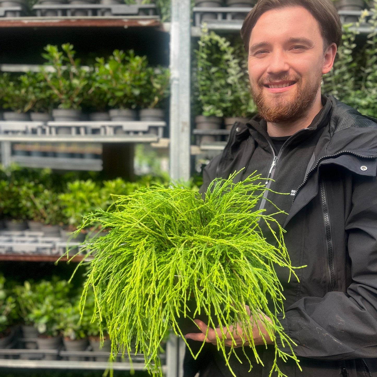 Chamaecyparis 'Sungold' - Vibrant Dwarf Conifer with Golden Foliage - plants - express.com
