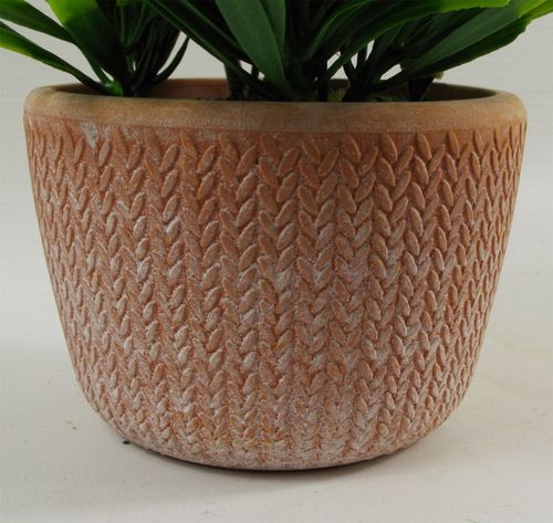 Charming 22cm Light Green Honey Plant in Stylish Terracotta Pot - plants - express.com