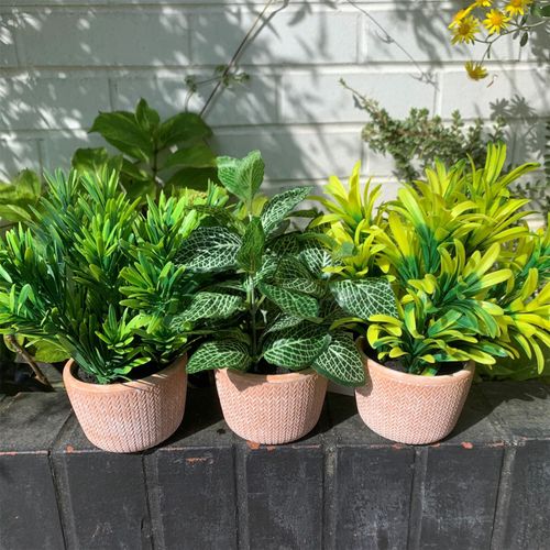 Charming 22cm Light Green Honey Plant in Terracotta Pot - Ready to Shine! - plants - express.com