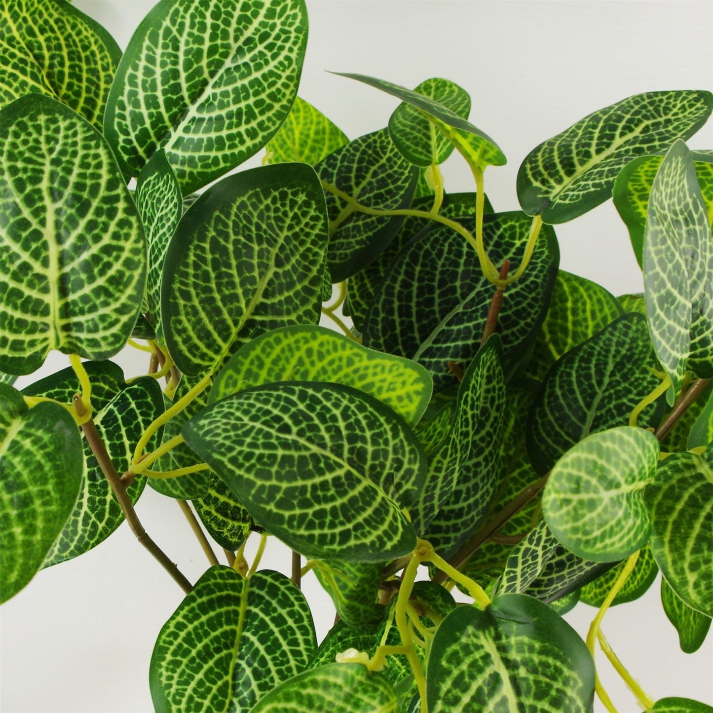 Charming 40cm Variegated Pothos Plant - Effortless Greenery for Your Space! - plants - express.com