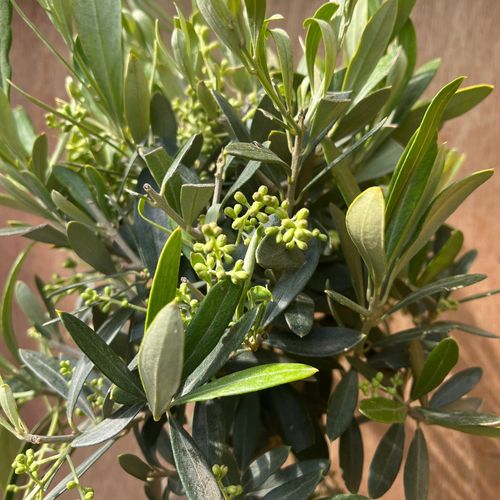 Charming Olive Tree | Hardy Evergreen | Perfect for Patio & Garden - 50 - 60cm - plants - express.com