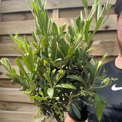 Charming Olive Tree | Hardy Evergreen | Perfect for Patio & Garden - 50 - 60cm - plants - express.com