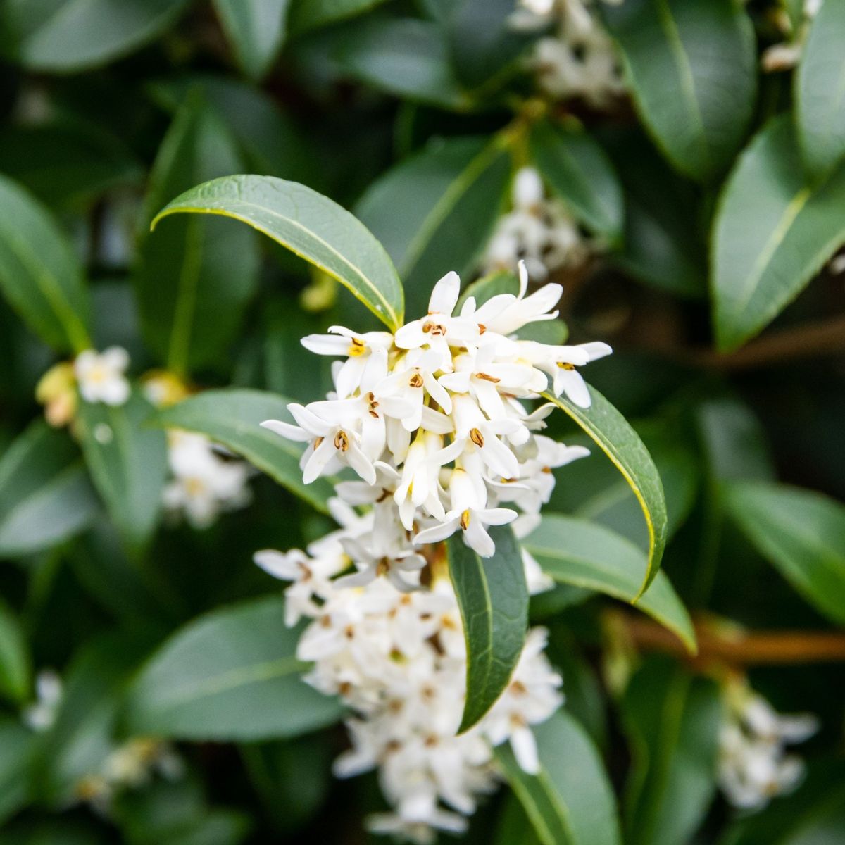 Charming Osmanthus Burkwoodii Ball - Elegant Evergreen Shrub for Any Garden - plants - express.com