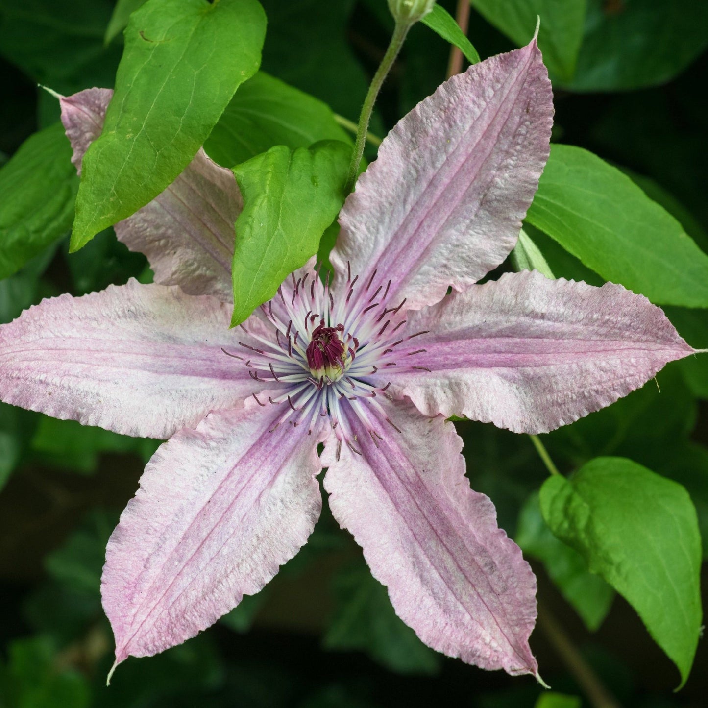 Clematis 'Hagley Hybrid' 60cm - plants - express.com