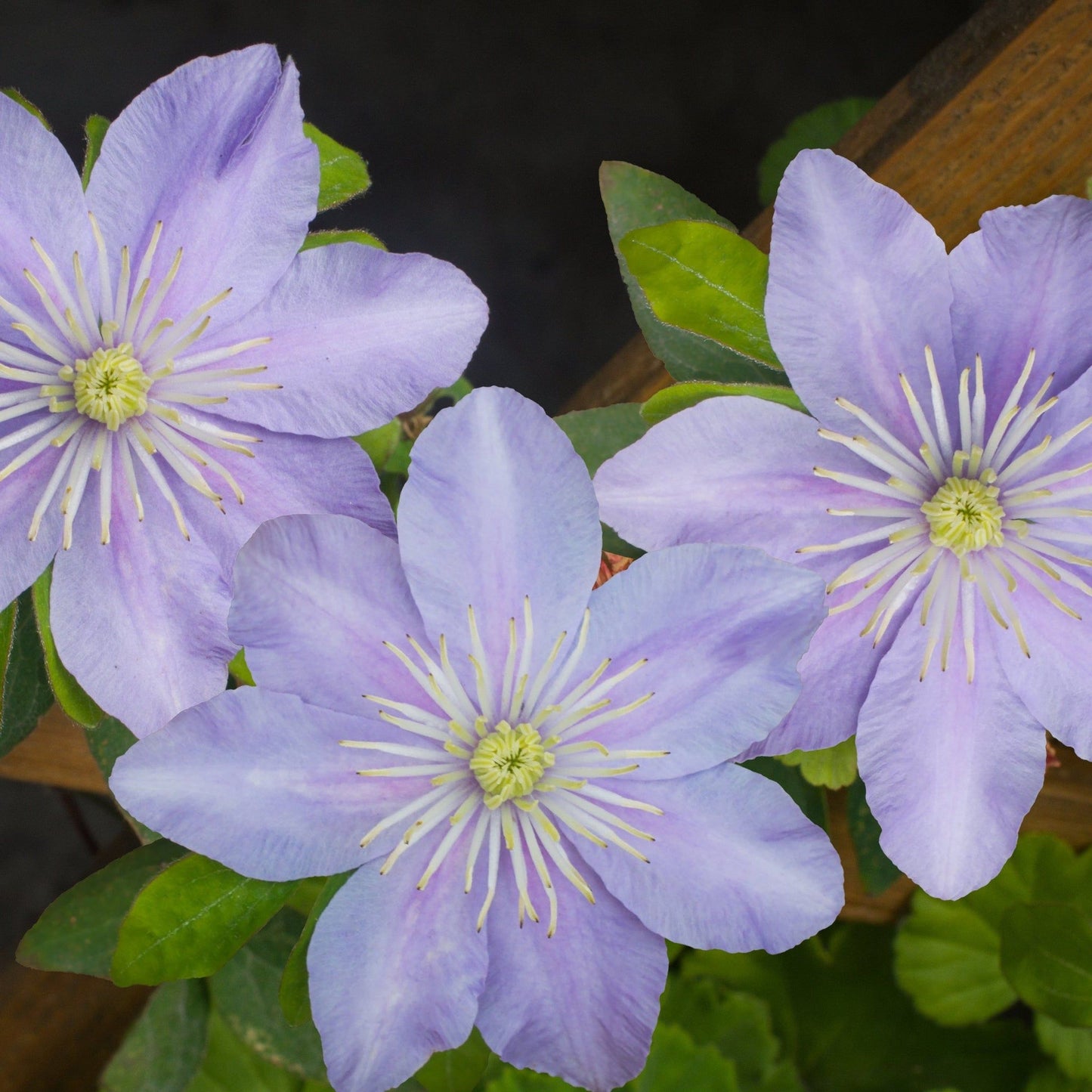 Clematis Hybrid 'Justa' - plants - express.com