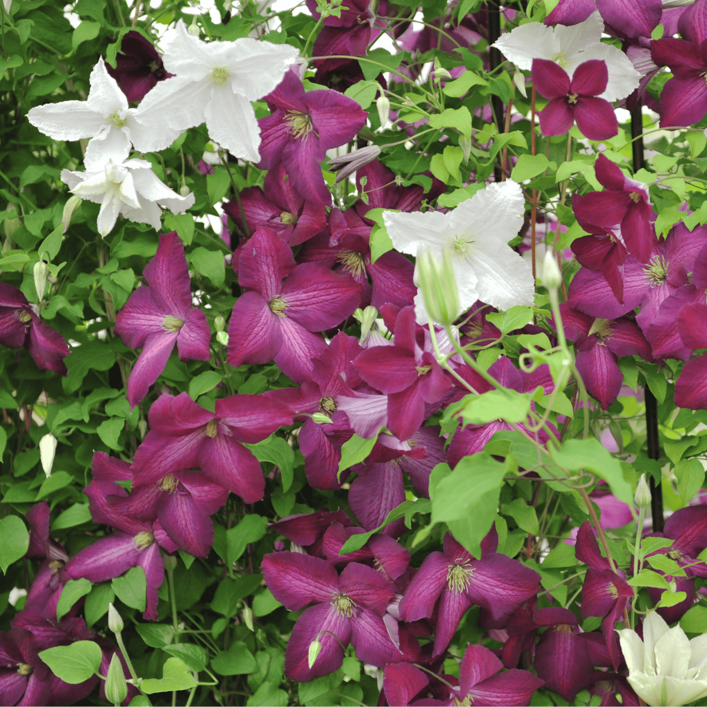 Clematis 'jackmanii purpurea' 60cm - plants - express.com