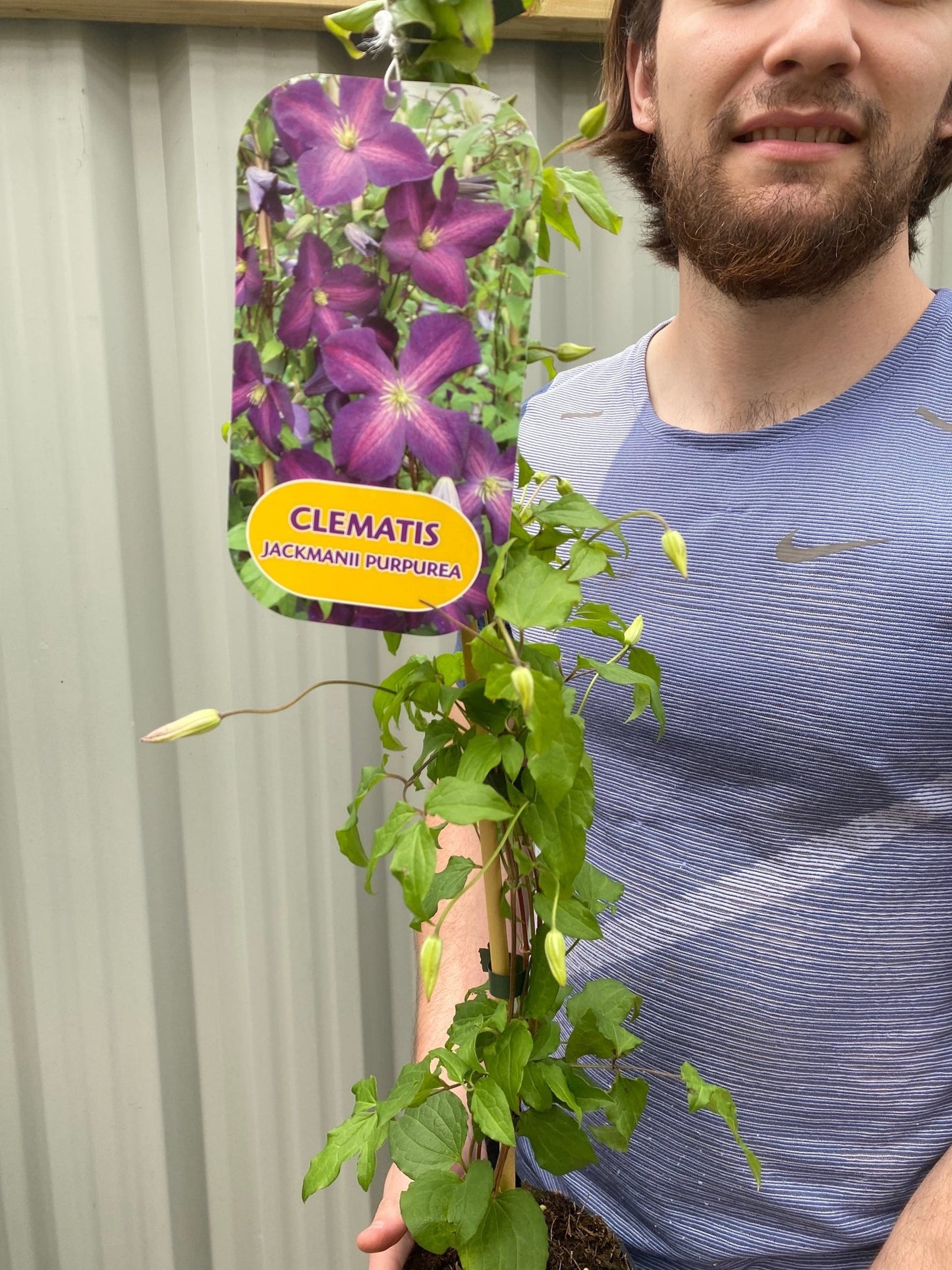 Clematis 'jackmanii purpurea' 60cm - plants - express.com