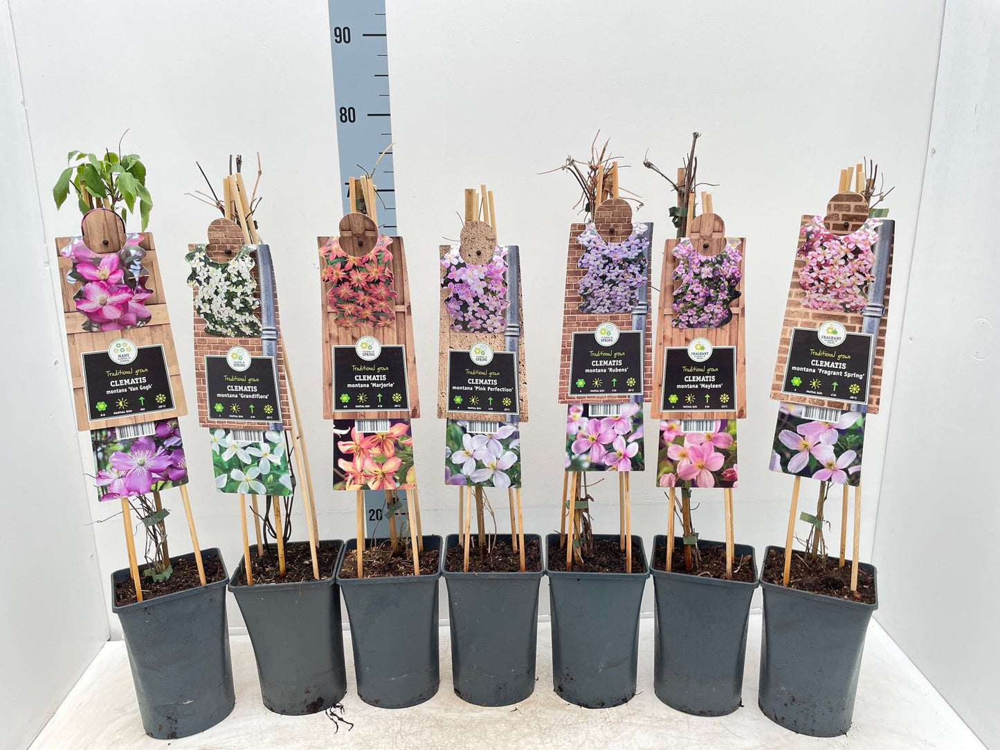 Clematis montana 'Fragrant Spring' 70cm - plants - express.com