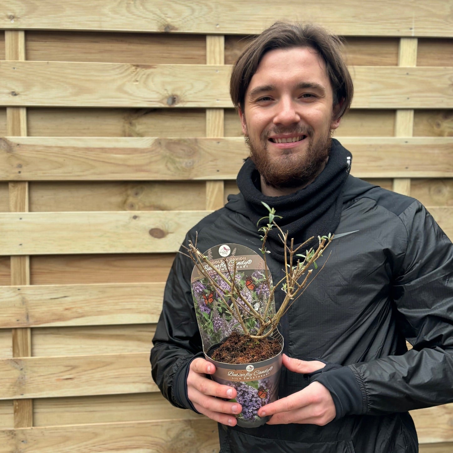 Compact Buddleja Butterfly Candy Little Lila 1/3L - Sun - Loving - plants - express.com