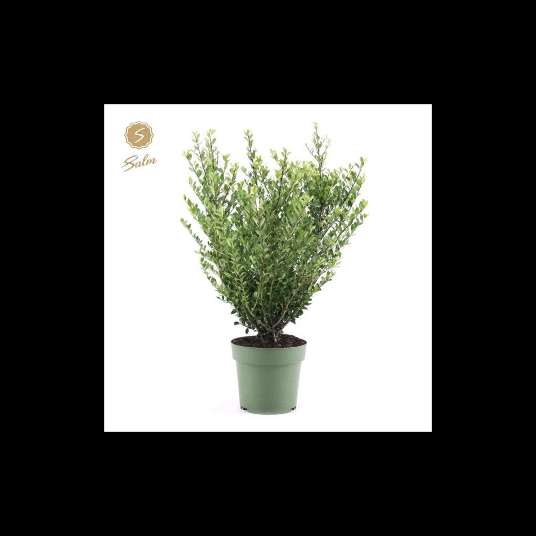 Compact Ilex crenata 'Jenny' Evergreen Shrub - Perfect for Hedges & Edging! - plants - express.com