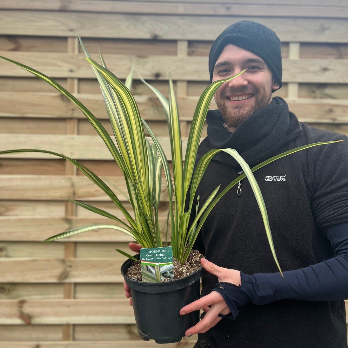 Cream Delight Phormium - Stunning 60 - 70cm Arching Leaves for Your Garden - plants - express.com