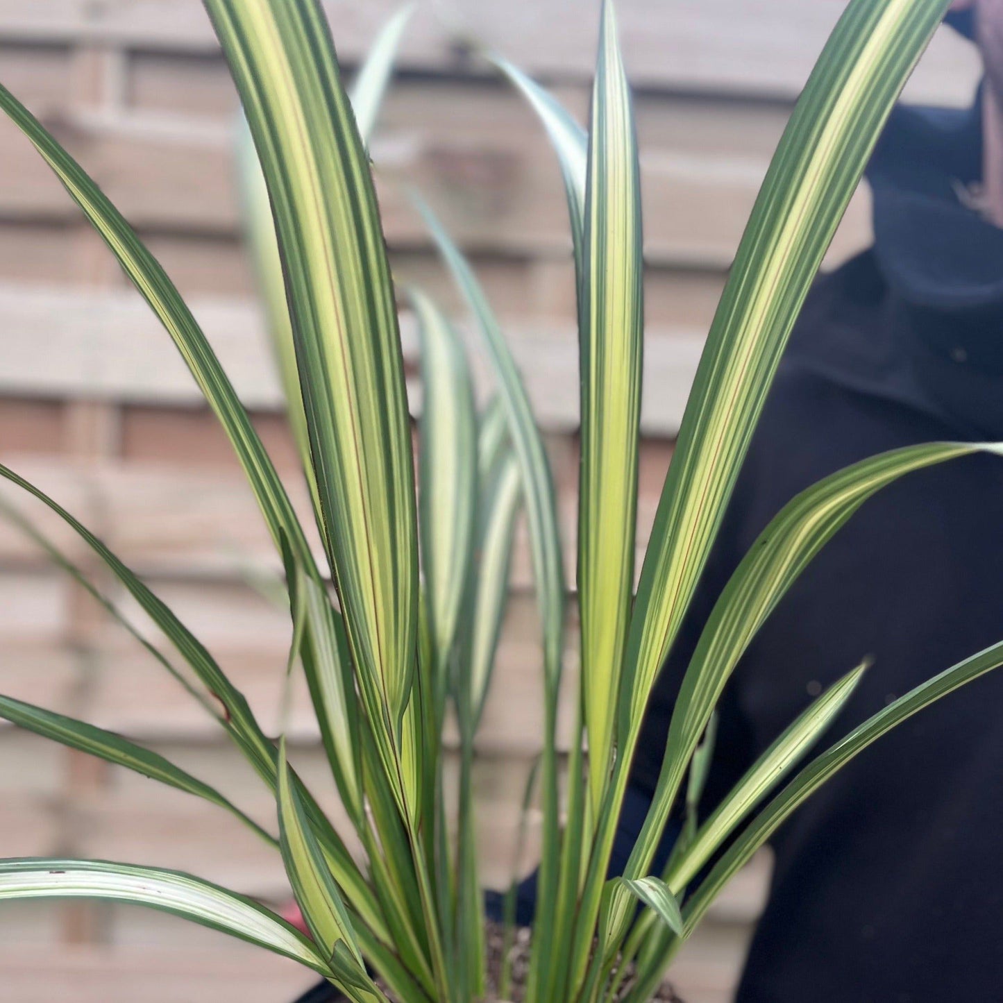Cream Delight Phormium - Stunning 60 - 70cm Arching Leaves for Your Garden - plants - express.com