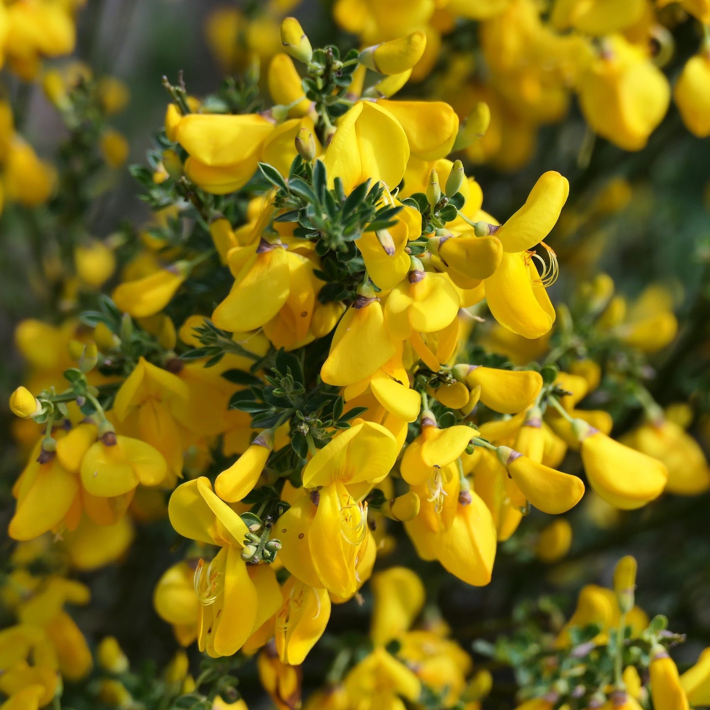Cytisus x praecox 'Allgold' 2L - plants - express.com