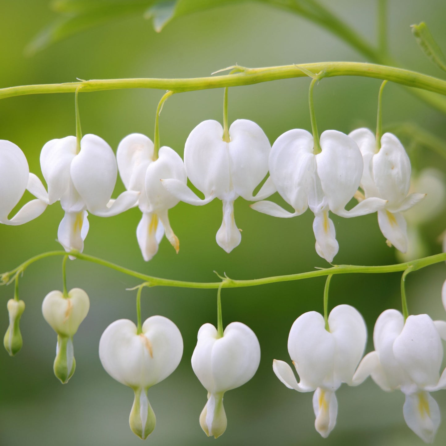 Dicentra Spectabilis 'Bleeding Heart' White - plants - express.com