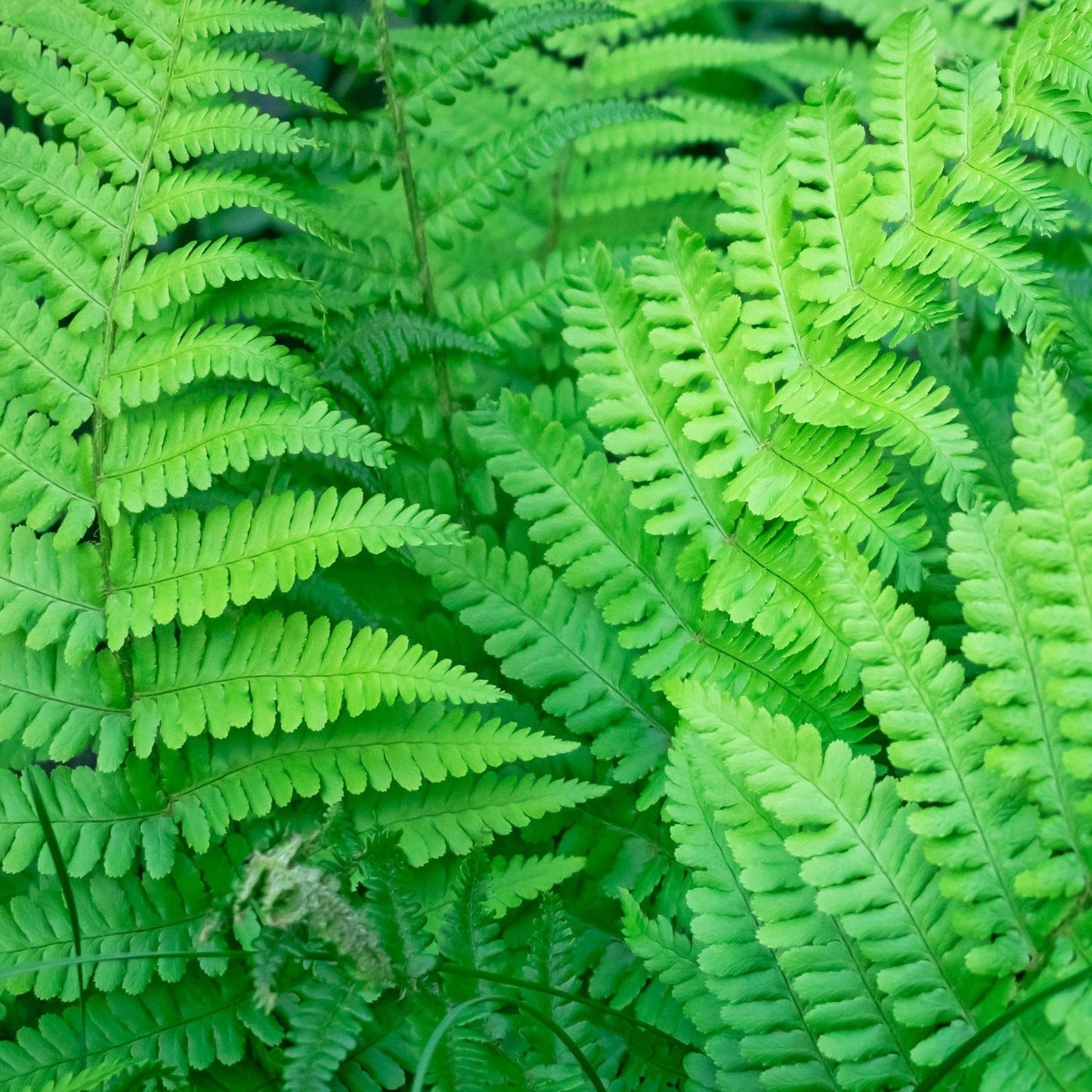 Dryopteris Fern in 11cm Pot - Easy - Care Shade Plant - plants - express.com