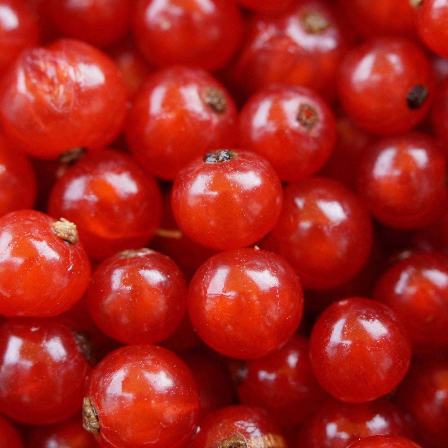 Early Ripening Red Currant Bush 'Jonkheer van Tets' - 2L & 4L Options Available - plants - express.com