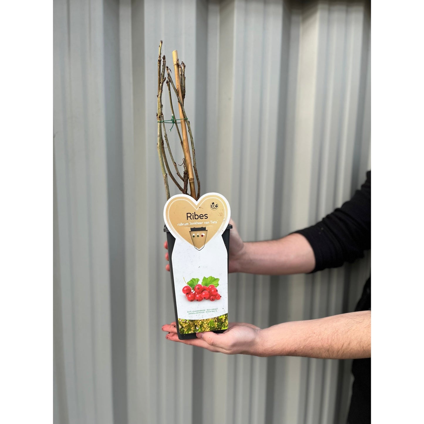Early Ripening Red Currant Bush 'Jonkheer van Tets' - 2L & 4L Options Available - plants - express.com