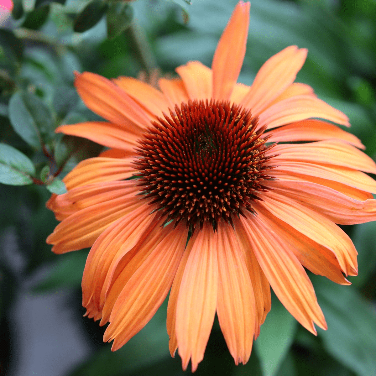 Echinacea purpurea Prairie Blaze Orange Sunset - 9cm Pot - plants - express.com