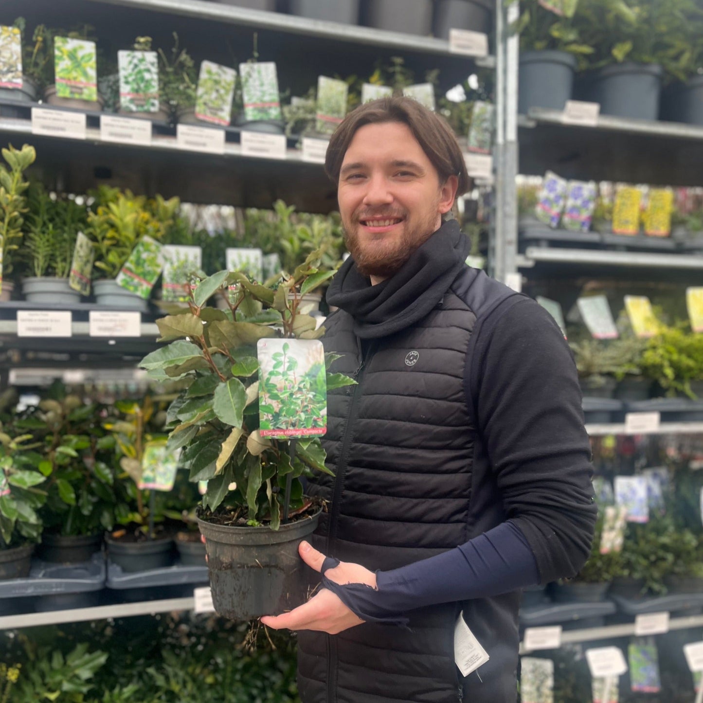 Elaeagnus Compacta: Hardy Evergreen Shrub with Scented Autumn Blooms & Berries - plants - express.com