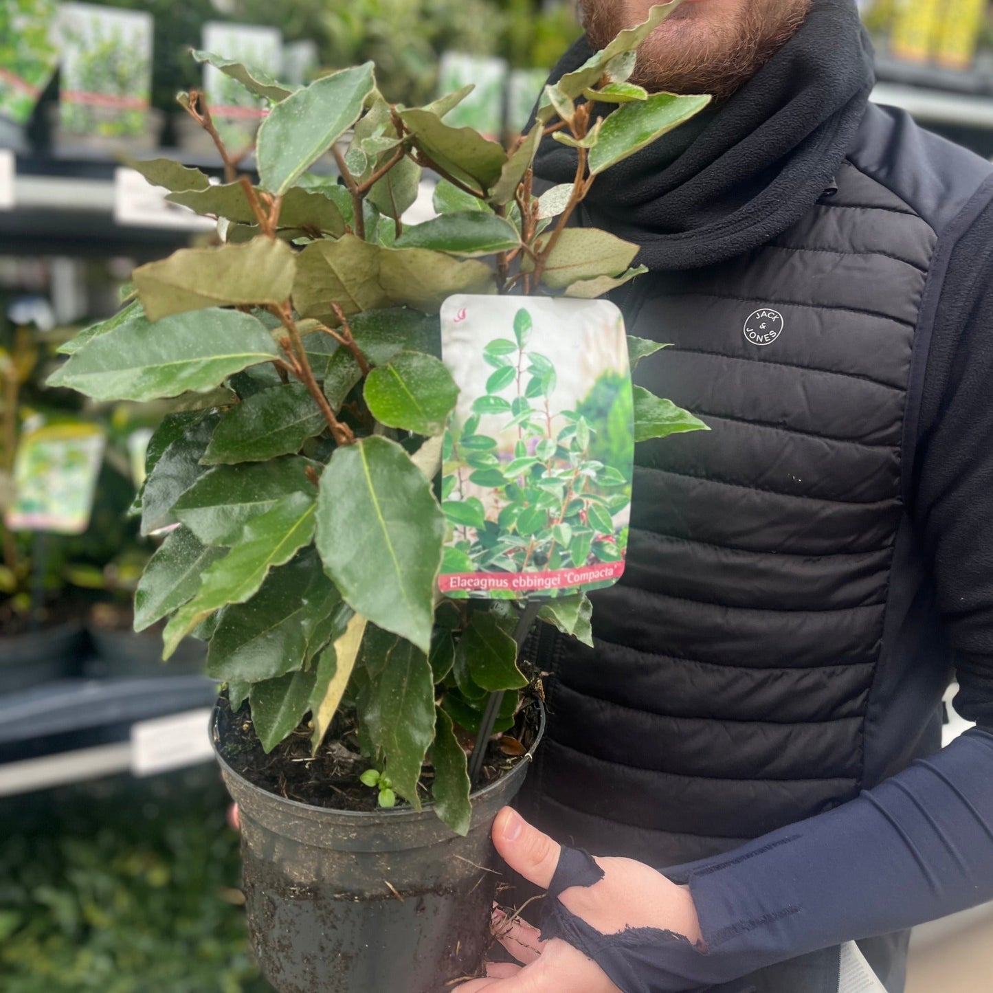 Elaeagnus Compacta: Hardy Evergreen Shrub with Scented Autumn Blooms & Berries - plants - express.com
