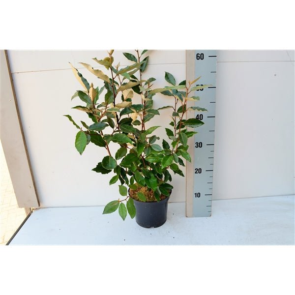 Elaeagnus Compacta: Hardy Evergreen Shrub with Scented Autumn Blooms & Berries - plants - express.com