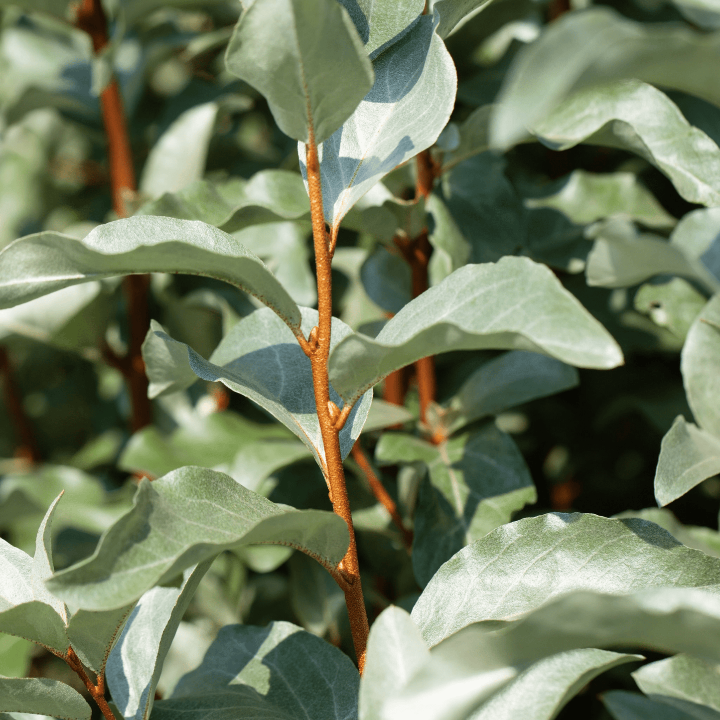 Elaeagnus Compacta: Hardy Evergreen Shrub with Scented Autumn Blooms & Berries - plants - express.com