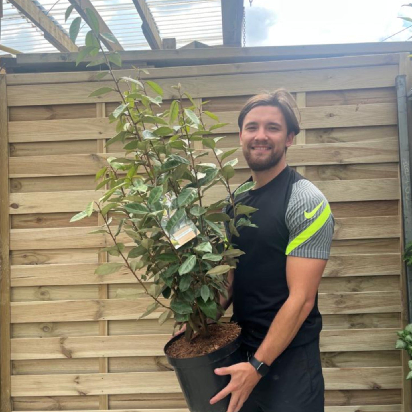 Elaeagnus Compacta: Hardy Evergreen Shrub with Scented Autumn Blooms & Berries - plants - express.com